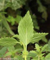 Image result for Galeopsis segetum