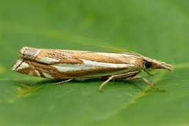 Attēlu rezultāti vaicājumam “Crambus pratella”