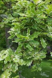 Attēlu rezultāti vaicājumam “Quercus robur”