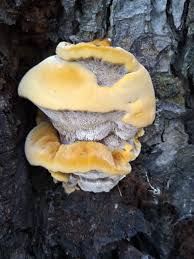 Attēlu rezultāti vaicājumam “Inonotus radiatus”