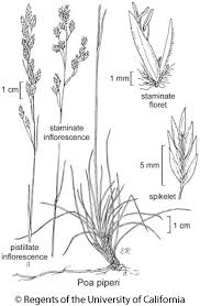 Attēlu rezultāti vaicājumam “Poa palustris leaf”