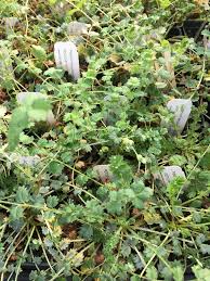 Attēlu rezultāti vaicājumam “Poterium sanguisorba”