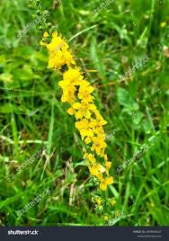 Attēlu rezultāti vaicājumam “Agrimonia eupatoria flower”