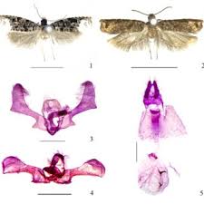 Attēlu rezultāti vaicājumam “Boloria titania underside”