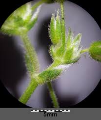 Attēlu rezultāti vaicājumam “Cerastium semidecandrum bud”