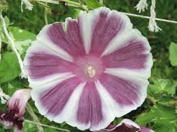 Image result for Ipomoea Lavender