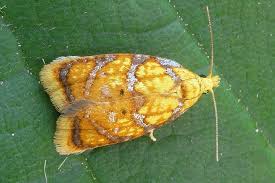 Attēlu rezultāti vaicājumam “Acleris bergmanniana”