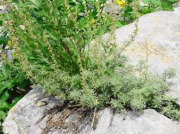 Attēlu rezultāti vaicājumam “Artemisia campestris”