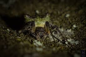 Attēlu rezultāti vaicājumam “Gibbaranea gibbosa”