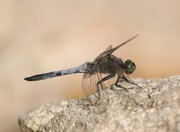 Attēlu rezultāti vaicājumam “Orthetrum cancellatum”