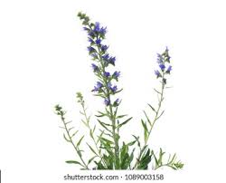 Attēlu rezultāti vaicājumam “Echium vulgare flower”