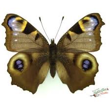 Attēlu rezultāti vaicājumam “Inachis io underside”