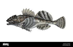 Image result for Myoxocephalus scorpius