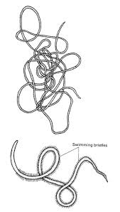 Attēlu rezultāti vaicājumam “Nematomorpha”