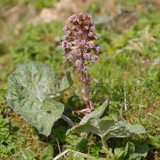 Image result for Petasites officinalis