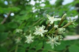 Attēlu rezultāti vaicājumam “Gymnocladus dioicus flower”