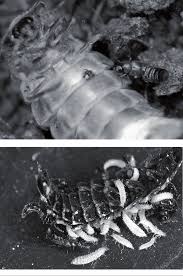 Attēlu rezultāti vaicājumam “Lampyris noctiluca larva”