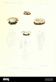 Attēlu rezultāti vaicājumam “Badhamia lilacina spores”