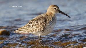 Attēlu rezultāti vaicājumam “Calidris alpina”