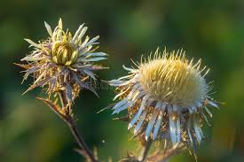 Attēlu rezultāti vaicājumam “Carlina vulgaris flower”