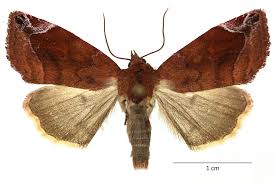 Attēlu rezultāti vaicājumam “Cosmia pyralina”