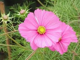 Image result for Cosmos bipinnatus