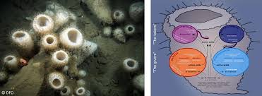 Image result for Vazella pourtalesii