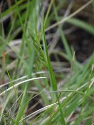 Attēlu rezultāti vaicājumam “Danthonia decumbens bud”
