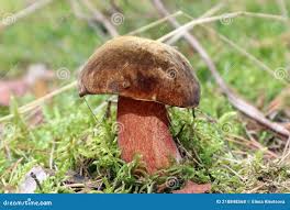 Attēlu rezultāti vaicājumam “Sutorius luridiformis”