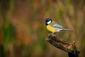 Attēlu rezultāti vaicājumam “Parus major”