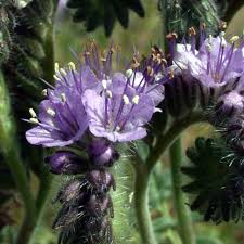Attēlu rezultāti vaicājumam “Phacelia tanacetifolia”