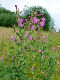 Attēlu rezultāti vaicājumam “Epilobium hirsutum leaf”