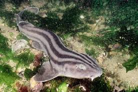 Image result for Poroderma africanum