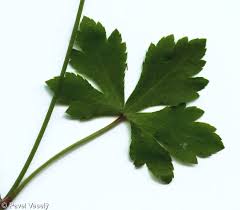 Attēlu rezultāti vaicājumam “Sanicula europaea bud”