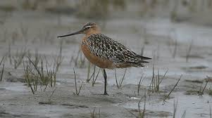 Attēlu rezultāti vaicājumam “Limosa lapponica adult”