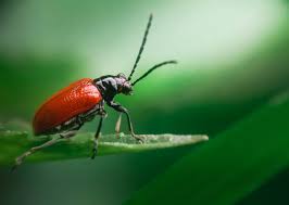 Attēlu rezultāti vaicājumam “Lilioceris lilii”