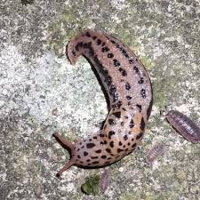 Attēlu rezultāti vaicājumam “Limax maximus”