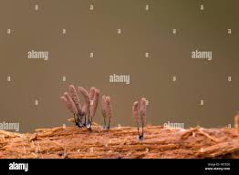 Attēlu rezultāti vaicājumam “Stemonitis lignicola”