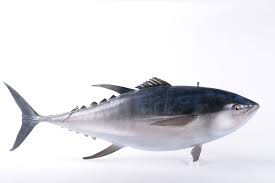 Image result for Thunnus alalunga