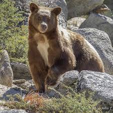 Image result for brown bear