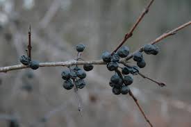 Attēlu rezultāti vaicājumam “Rhamnus cathartica fruit”