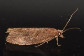 Attēlu rezultāti vaicājumam “Epinotia sordidana”