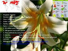 Attēlu rezultāti vaicājumam “Liliaceae”