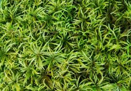 Attēlu rezultāti vaicājumam “Climacium dendroides sporophyte”