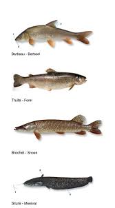 Image result for vissen