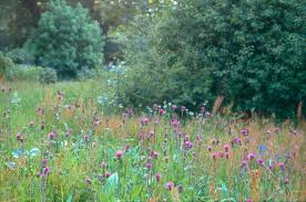 Image result for Priona Tuinen