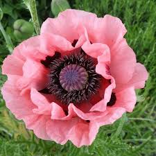 Attēlu rezultāti vaicājumam “Papaver”