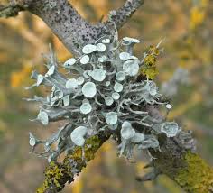 Attēlu rezultāti vaicājumam “Ramalina fastigiata”