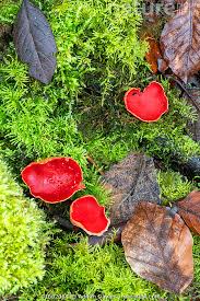 Attēlu rezultāti vaicājumam “Sarcoscypha austriaca”