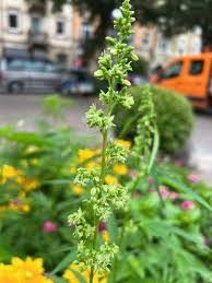 Attēlu rezultāti vaicājumam “Cannabaceae”